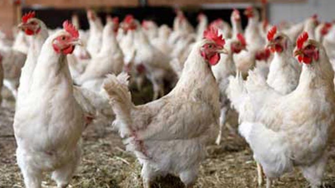 नेपालगञ्जमा बर्ड फ्लु जोखिमपछि उच्च सतर्कता